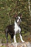 BOSTON TERRIER 050